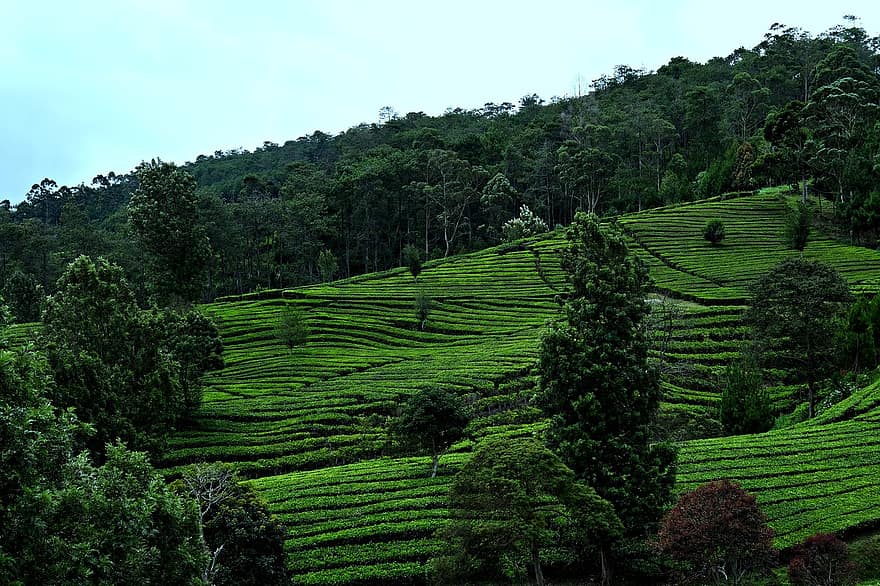 चाय बागान, प्रकृति, ग्रामीण, यात्रा, अन्वेषण, सड़क पर, खोज, कृषि, खेत, पर्वत, ग्रामीण दृश्य