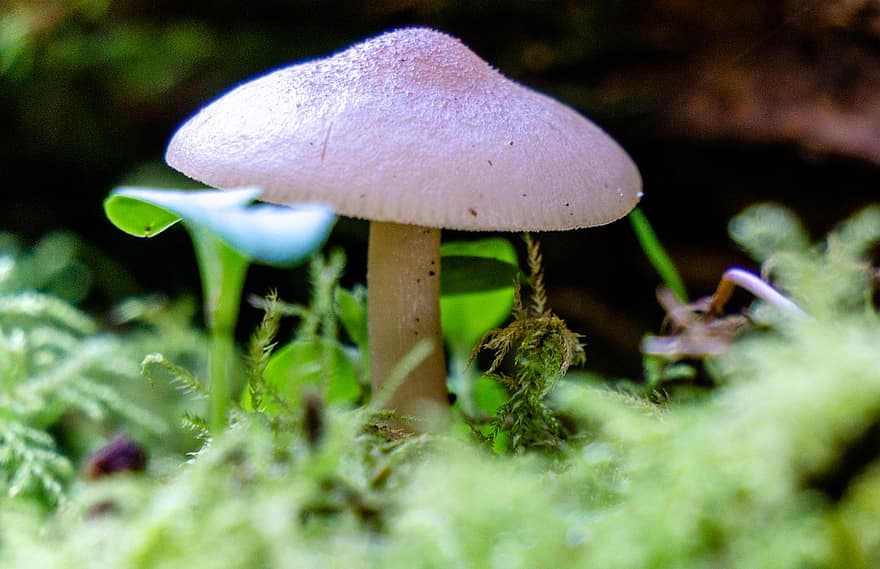 гриб, Рослина, поганка, мікологія, ліс, дикий, впритул, грибок, макрос, необроблений, зелений колір