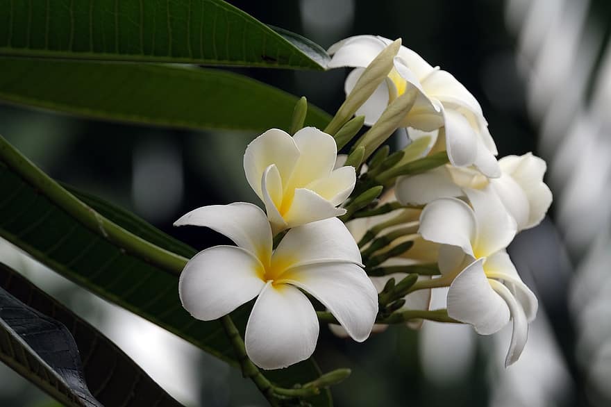 frangipani, plumeria, blommor