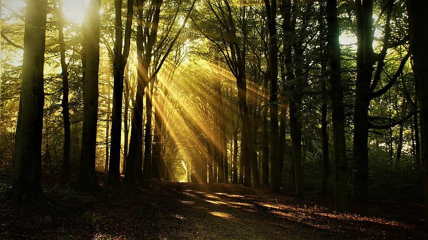 rừng, con đường, ánh sáng mặt trời