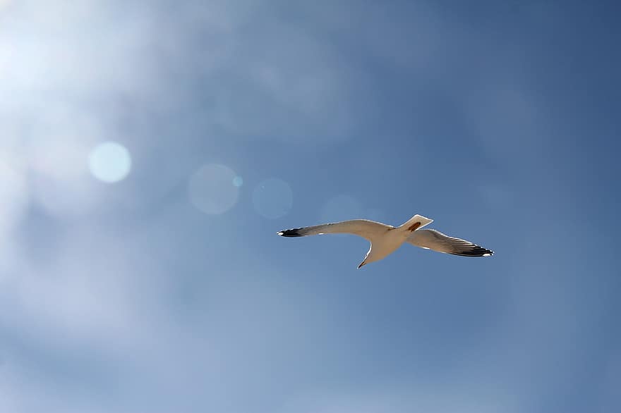 Seagull, Bird, Flying, Sky, Gull, Animal, Wings, Plumage, Flight, Nature, Ornithology