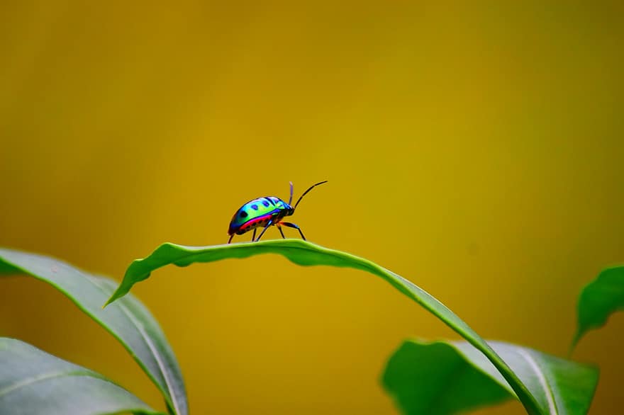 Bug, Nature, Animal, Small, Wild, Ladybug