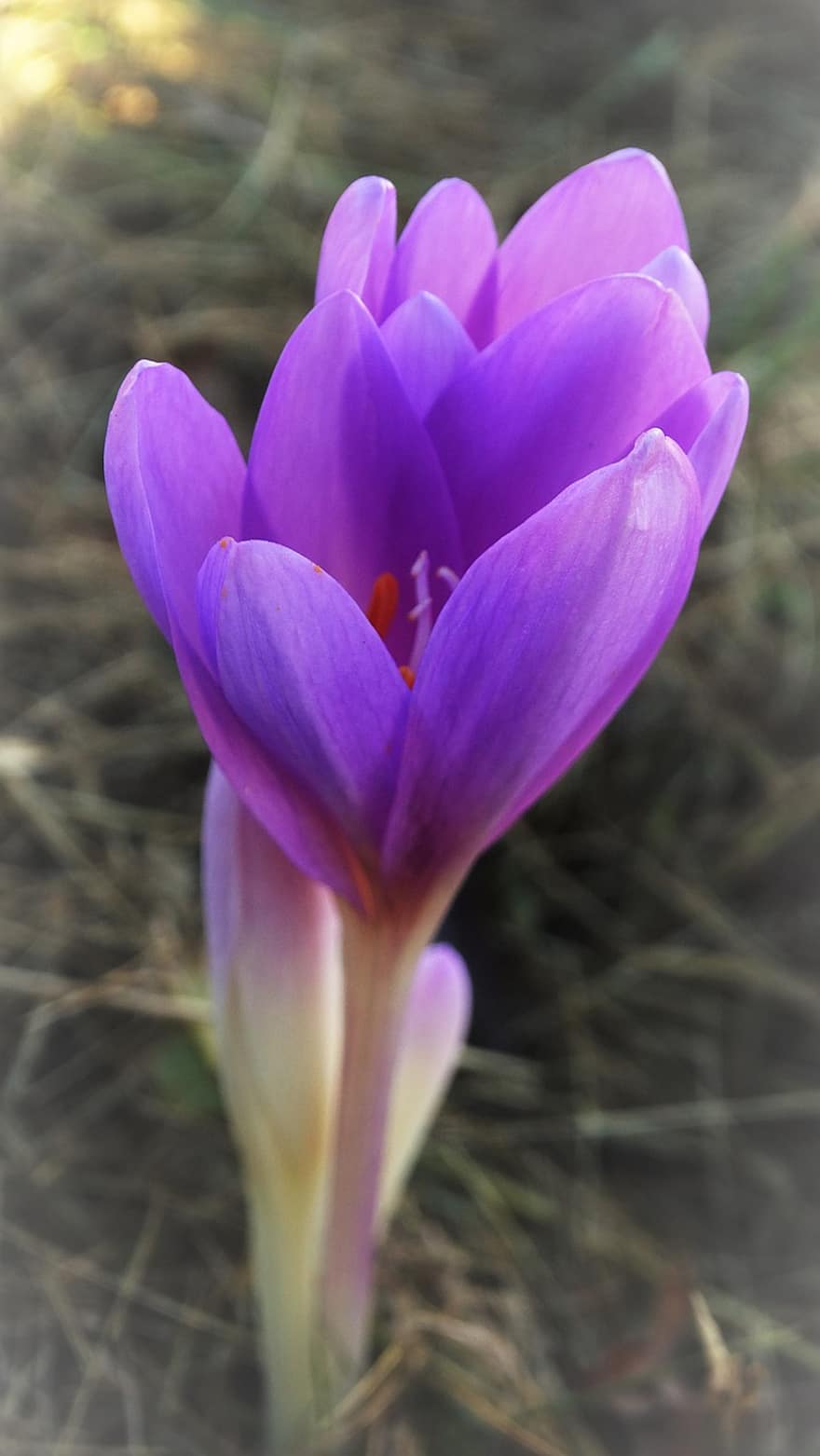 flor, herbstzeitlose, púrpura