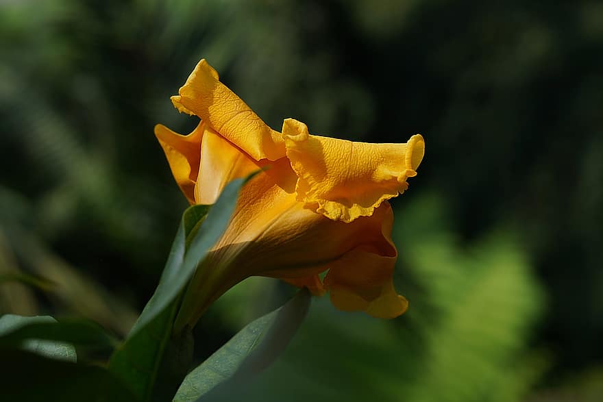 λουλούδι, βοτανικός, ανθίζω, macro, είδος αναρριχητικού φυτού, τρομπέτα, κίτρινος, Solandra Longiflor, τροπικός, κήπος, φύση