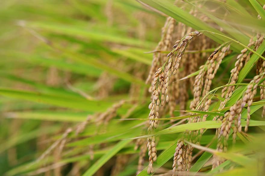 ch, Āzijas rīsi, rīsi, Isaac, augļi, rudenī, grauds, augu, raksturs, ainavu, rīsu paddies