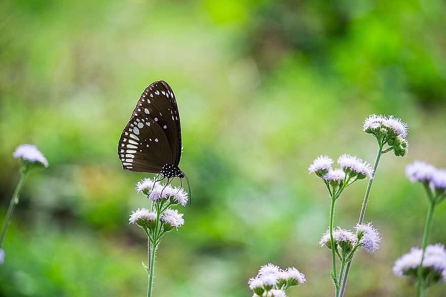 milkweed sommerfugl, blomster, bestøvning, sommerfugl, entomologi, have, makro, tæt på, natur, insekt, sommer