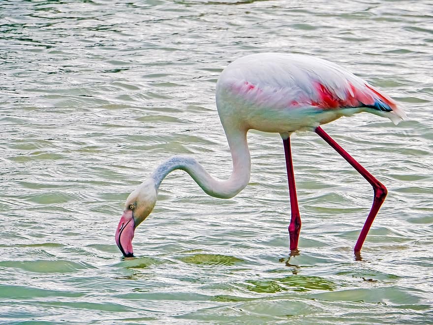 fugl, flamingo, ornitologi, arter, fauna, avian