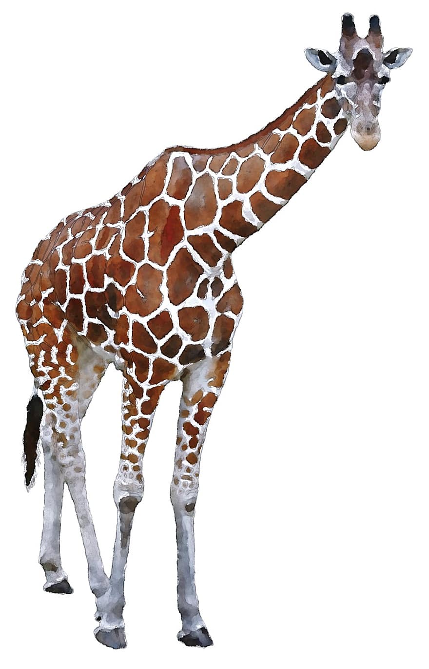 girafa, Àfrica, aquarel·la, animal, oekaki