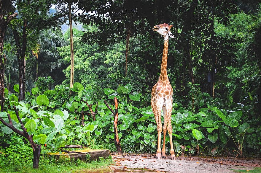 žirafa, krk, dlouhý krk, skvrny, stromy, listy, rostlin, zvíře, Příroda, volně žijících živočichů