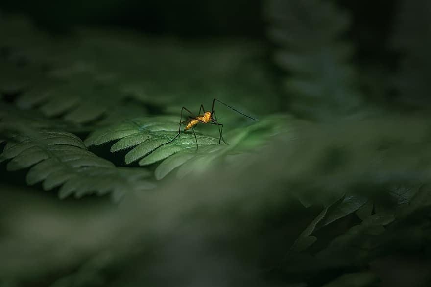 Robberfly, légy, bogár, parazita, zöld, összetett, szemek, test, fa, vadászat, vadvilág