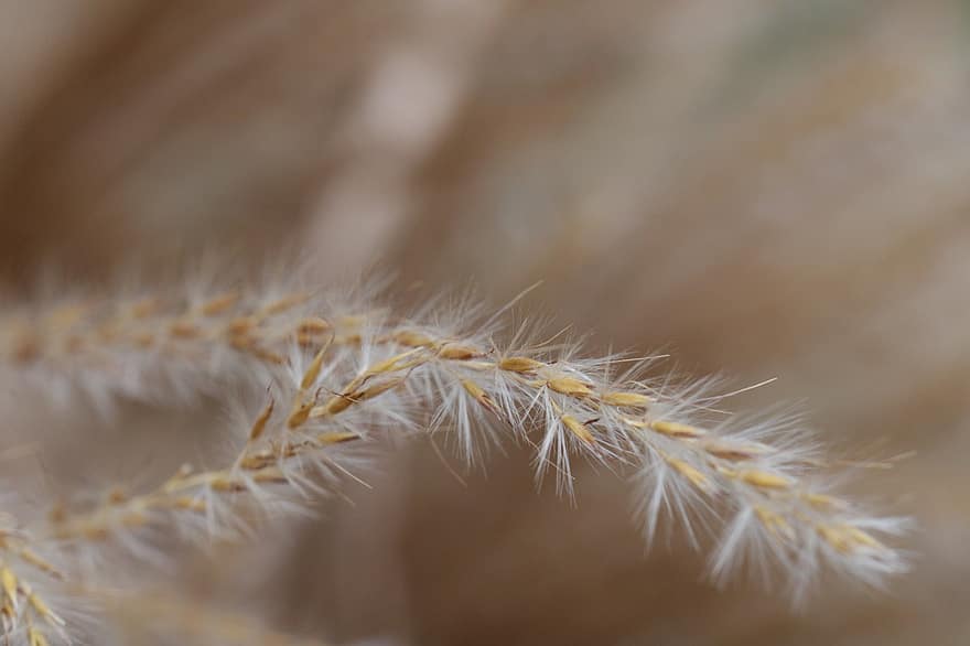 Grass, Flower, Dried, Plant, Dry Grass, close-up, macro, backgrounds, summer, yellow, growth
