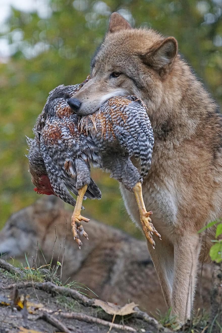 chó sói, người mông cổ, món ăn, con mồi, động vật ăn thịt, sói mông cổ, nguy hiểm, leitwolf, mắt sói khi được đèn chiếu vào, thịt gà
