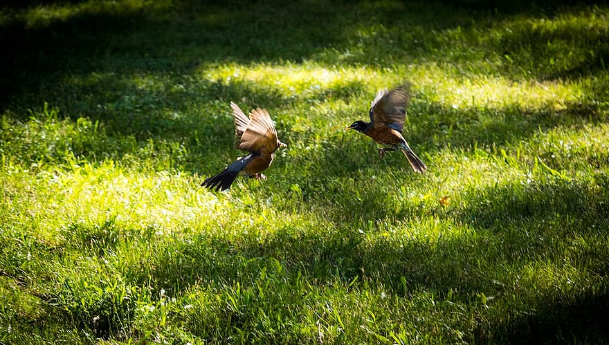 Robins americans, volant, lluita, herba, robins, ocells, animals, vida salvatge, plomatge
