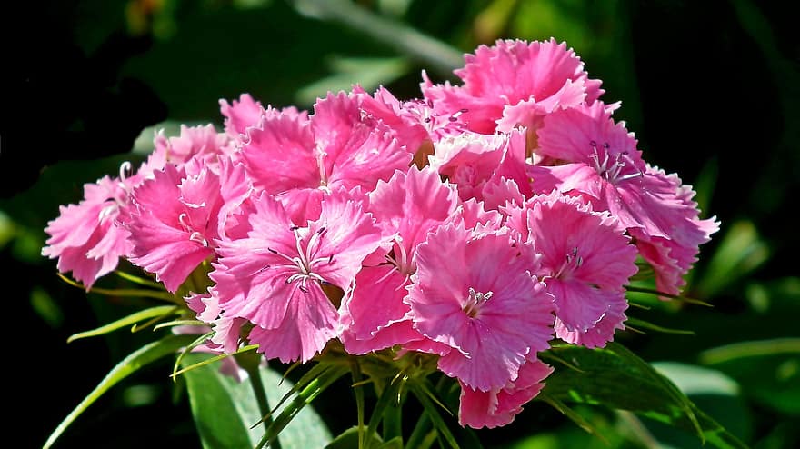 Flowers, Stone, Summer, Garden, Nature, close-up, plant, flower, pink color, petal, leaf
