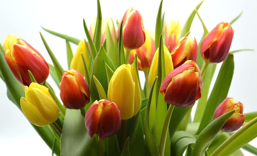тюльпани, квіти, букет, Рослина, листя, ранній квітучий, тюльпан, зелений колір, квітка, весна, головка квітки