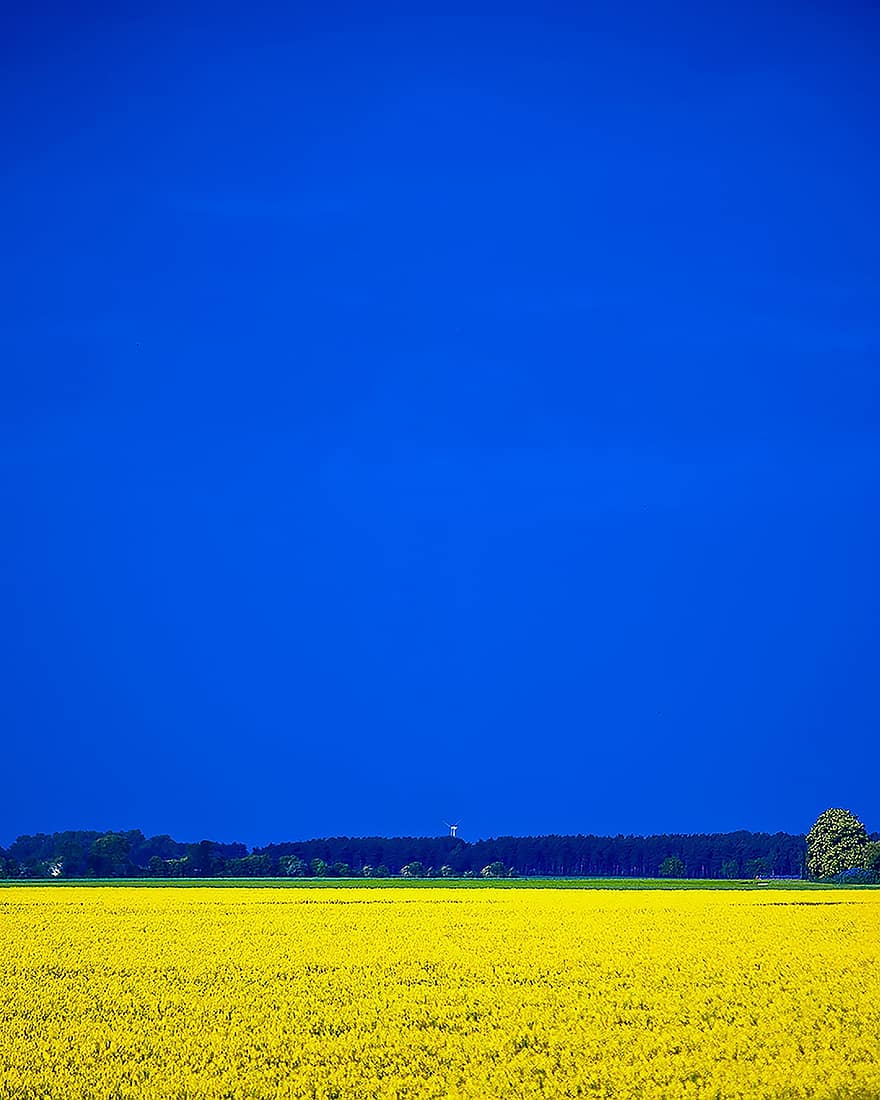 rapeseed, bidang, langit, bendera, simbol, ukraina, biru, pemandangan pedesaan, musim panas, padang rumput, pertanian