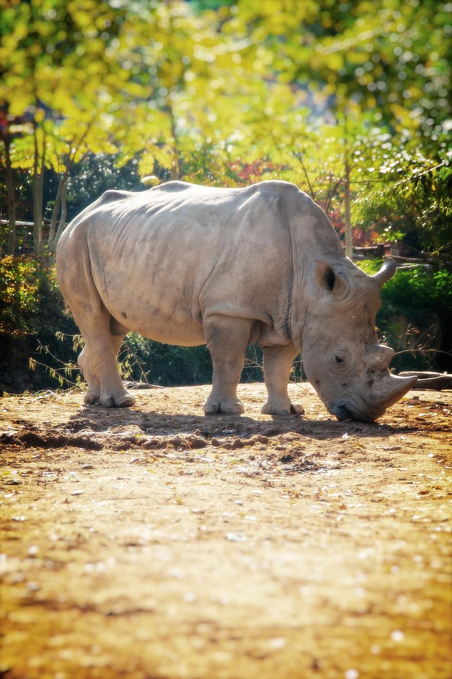 rinoceront, vida salvatge, mamífer, animal, naturalesa, Àfrica, animals a la natura, animals de safari, cornut, pasturatge, herba