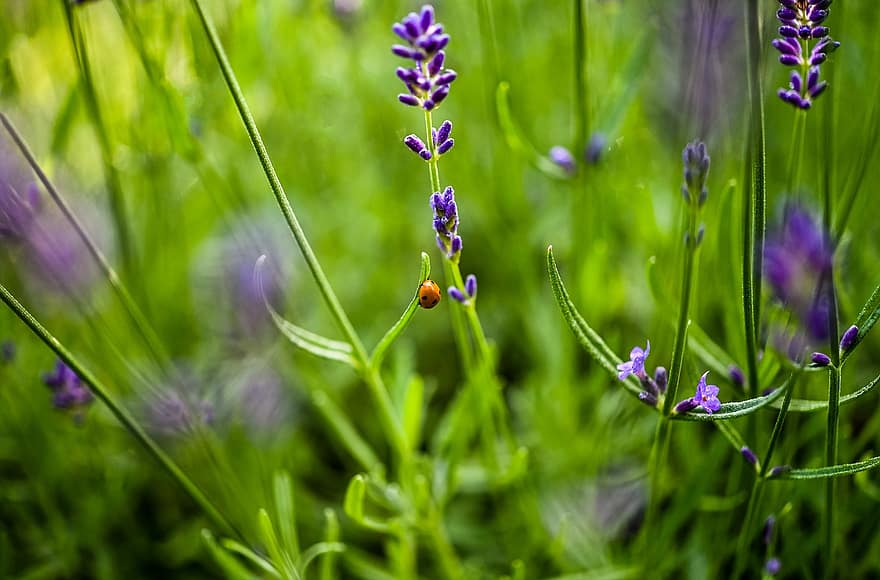 katicabogár, bogár, lavenders, katicabogár bogár, piros bogár, rovar, szerencsés varázsa, kert, virágok, növényvilág, fauna