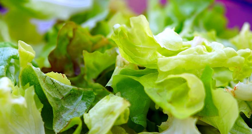 salada, alface, alface fresca, folhas verdes, folha, frescura, vegetal, Comida, orgânico, cor verde, Alimentação saudável
