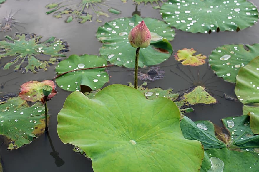 lotus, květ, rostlina, okvětní lístky, leknín, vodní rostliny, flóra, rybník, Příroda, list, zelená barva