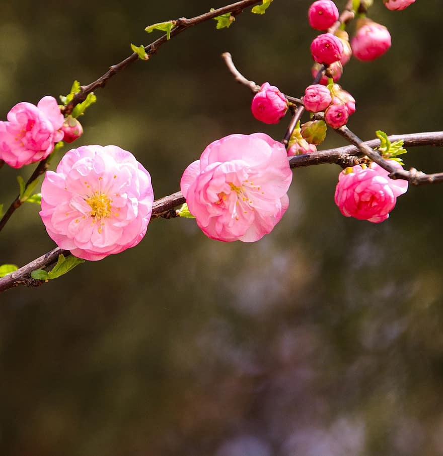 flores de ciruelo, las flores, Flores rosadas, primavera, floración, flor, flora, botánica, naturaleza, ciruelo, de cerca