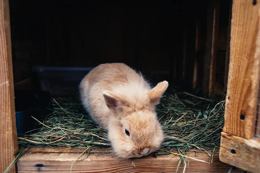 ウサギ、ウサギの耳、動物、哺乳類、イースターのウサギ、ケージ、毛皮、動物の肖像画