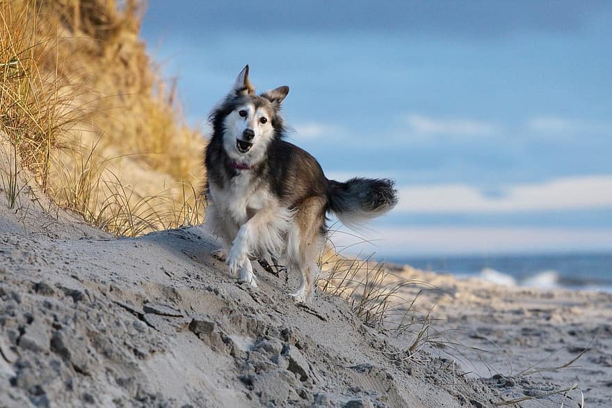 koira, lemmikki-, ranta, hiekka, eläin, kotimainen koira, koiran-, nisäkäs, söpö, leikkisä, ulkona
