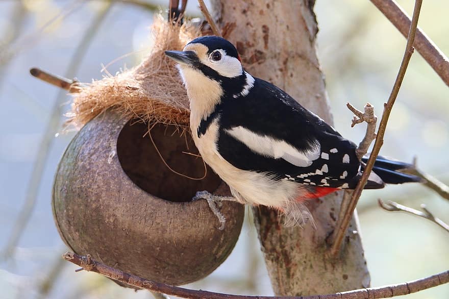 Bird, Woodpecker, Great Spotted Woodpecker, Bird Watching, Foraging, Garden Bird, Nature, beak, feather, animals in the wild, branch