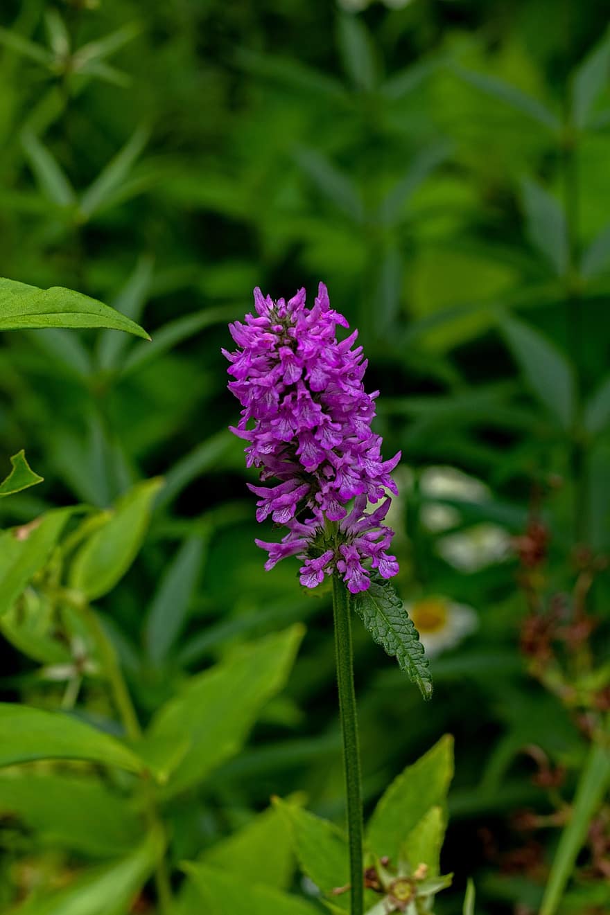 Flower, Stachys, Bloom, Blossom, Growth, Botany, Nature, Plant, Garden, Woundwort