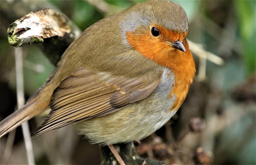 robin, burung, bertengger, robin redbreast, hewan, bulu, bulu burung, paruh, tagihan, mengamati burung, ilmu burung