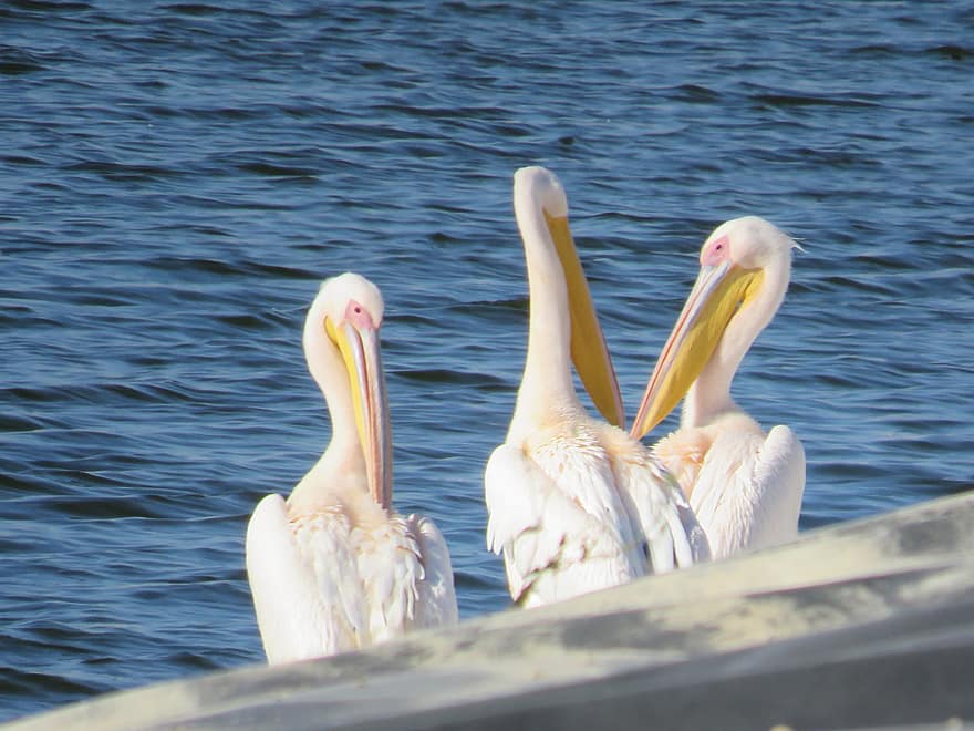 ocells, pelicà, ornitologia, espècies, fauna, aviària