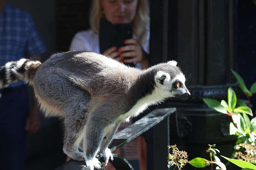 lemur, zwierzę, ogród zoologiczny, fauna, Madagaskar