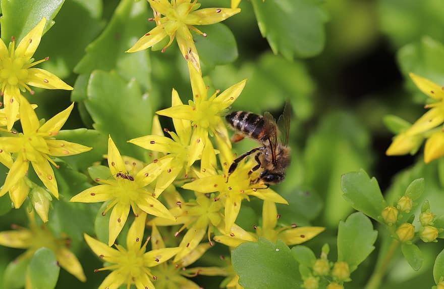 stonecrop, mel d'abella, abella, sedum, estiu, fons, invernadero de fulls gruixuts, insecte, formiga, flors, groc