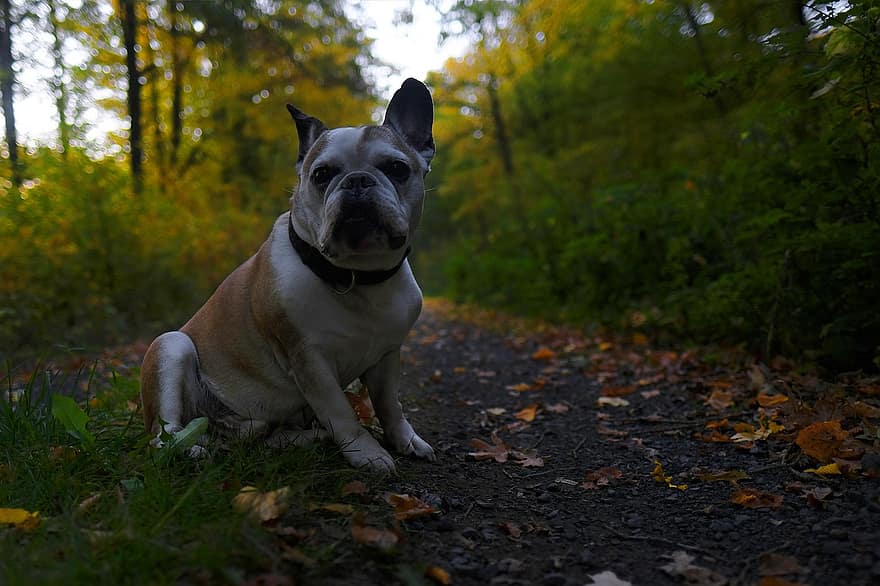 bulldog, fransk, vandring, først, efterår, afslappet