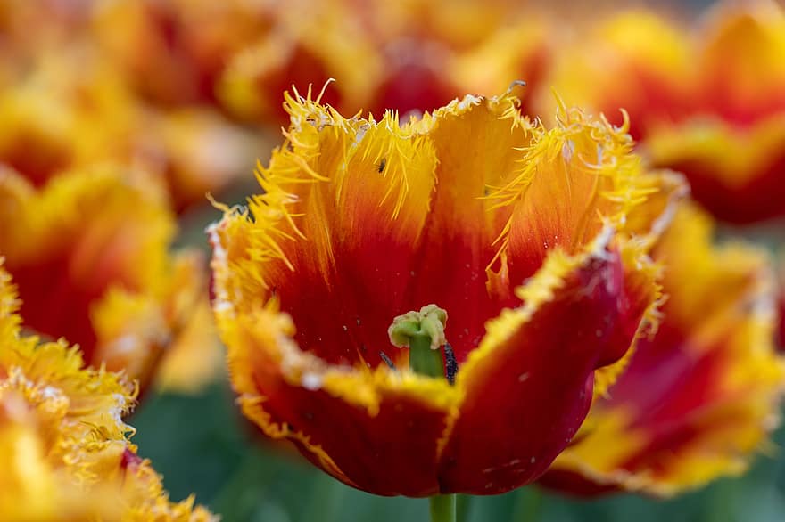fiore, tulipani, petali, Cummins, tulipano giallo, Tulipano speciale, flora, avvicinamento, giallo, pianta, testa di fiore