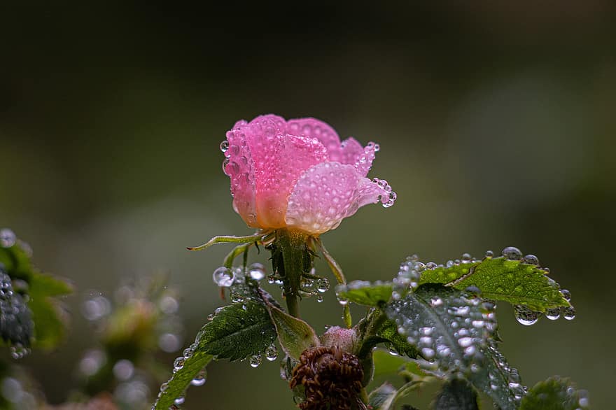 bunga, mawar, berkembang, flora, musim semi, hujan, tetes, basah, mekar