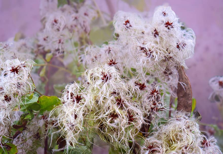 Clematis, Blossoms, Plant, Fall