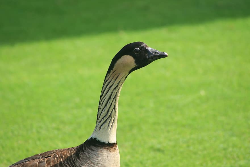 Goose, Bird, Animal, Beak, Feathers, Waterfowl, Water Bird, Plumage, Domestic Goose, Animal World