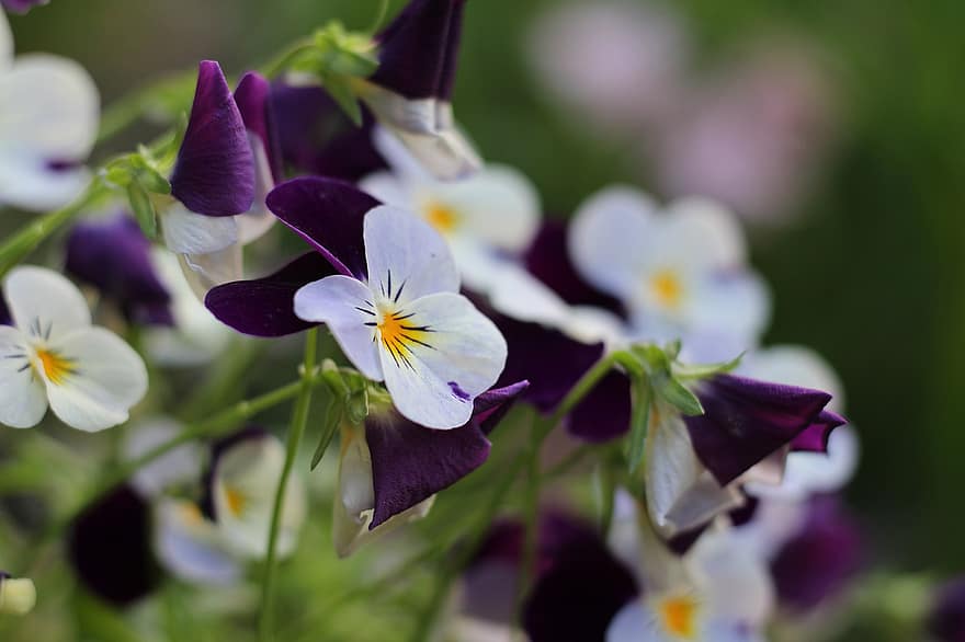 Stiefmütterchen, Blumen, Garten, Frühling, blühen, 400–500, Natur, lila, violett, Muttertag