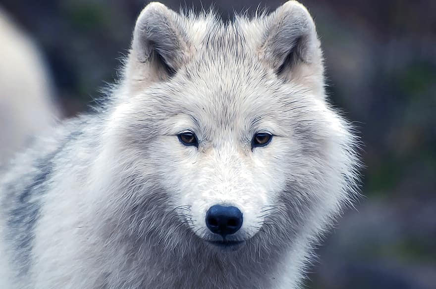 loup arctique, faune, animal, carnivore, canin, chien, animaux domestiques, chien de race, mignonne, regardant, fermer
