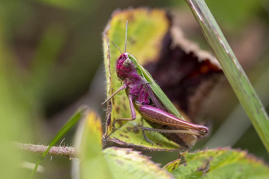 Grasshopper, Insect, Antennae, Leaves, Foliage, Biodiversity