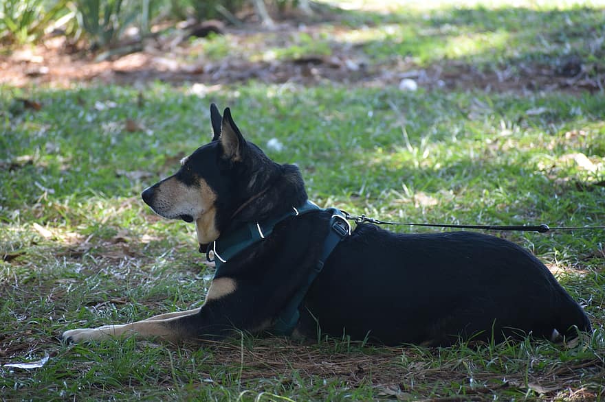 Hond die een pauze neemt, rustende hond, Duitse herder, zwarte Hond, park, hondenpark, huisdier, dier, hoektand