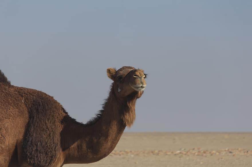 wielbłąd, Pustynia Maranjab, Iran, pustynia, atrakcja turystyczna, zwierzę, turystyka, podróżować, Natura