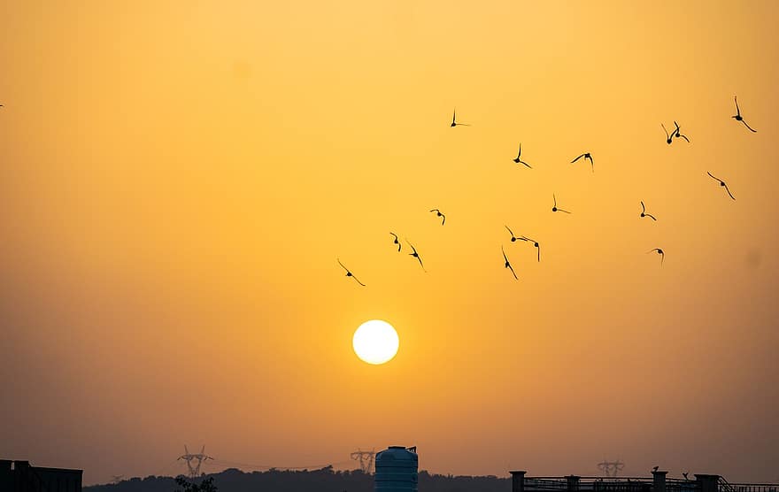 الطيور ، غروب الشمس ، طبيعة ، في الهواء الطلق