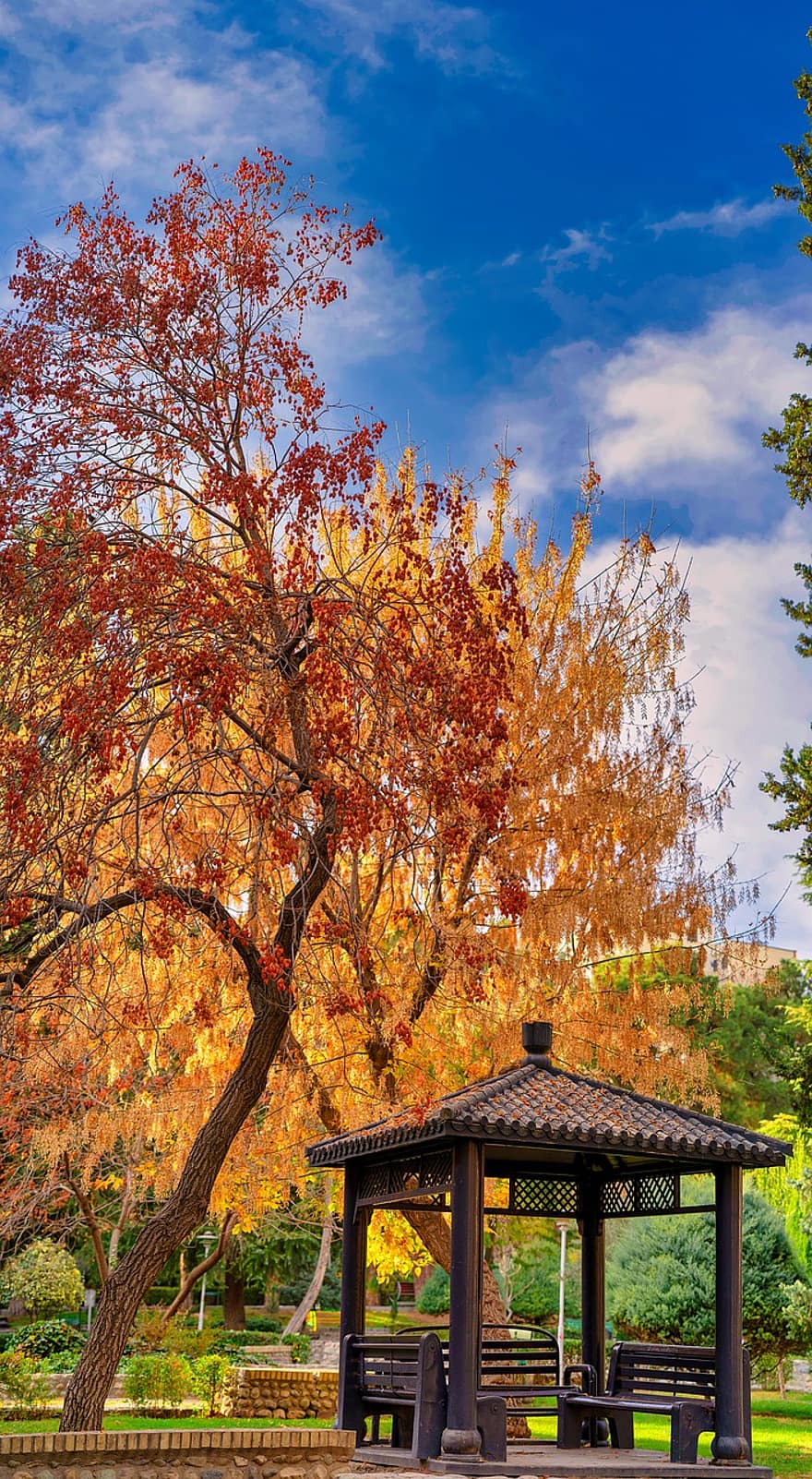 сад, парк, Тегеран, дерева, осінь, природи, Іран, дерево, лист, сезон, жовтий