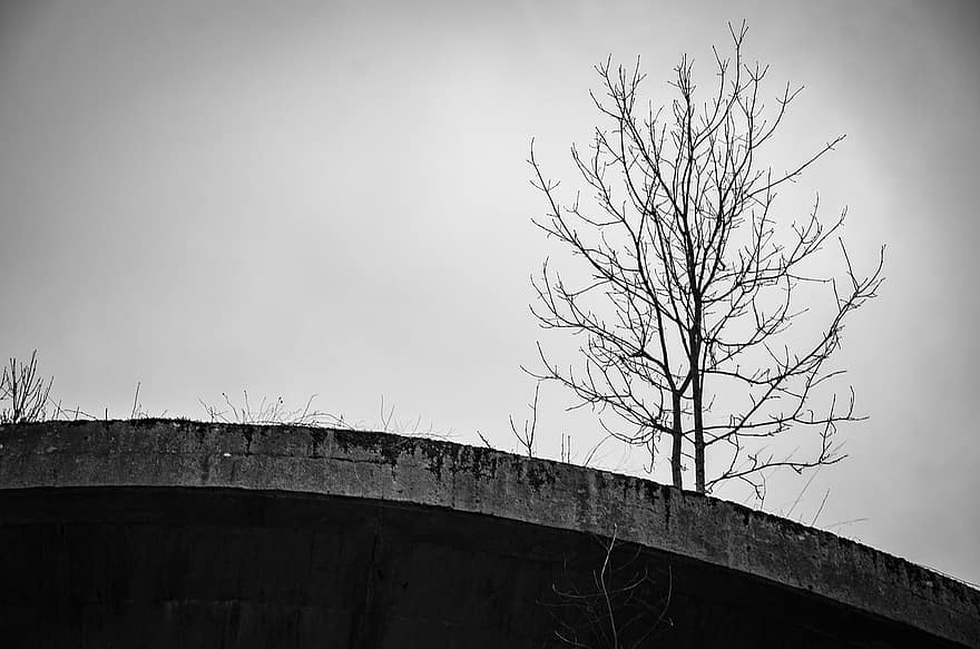 tre, grener, betong, bare tre, silhouette, gren, svart og hvit, gammel, arkitektur, design, skog