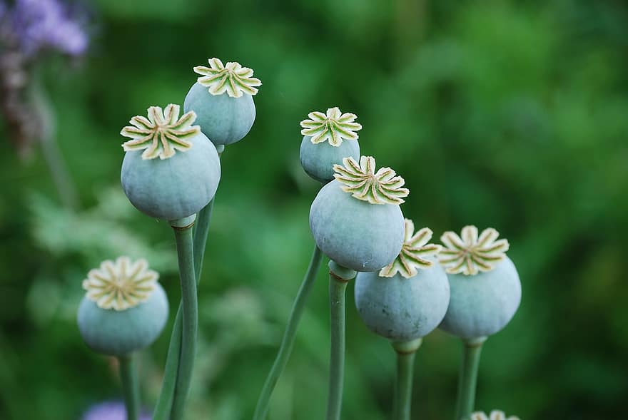 Poppy, Seed Pods, Plant, Seeds, Seed Capsules, Poppy Capsules, Papaver, Nature