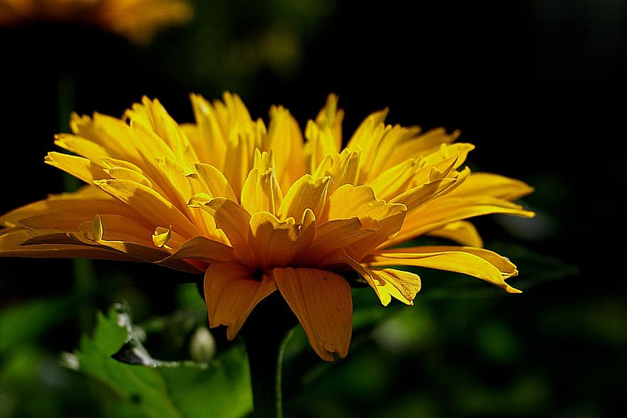 ดอกไม้, ดอกไม้สีเหลือง, สวน, ใบไม้, กลีบดอก, กลีบดอกสีเหลือง, เบ่งบาน, ดอก, พฤกษา, ปลูก