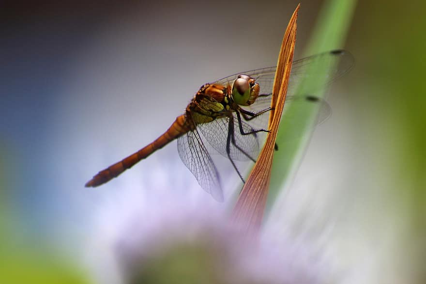 Mlaștină Heath Dragonfly, libelulă, dar simpaticul, insectă, a închide