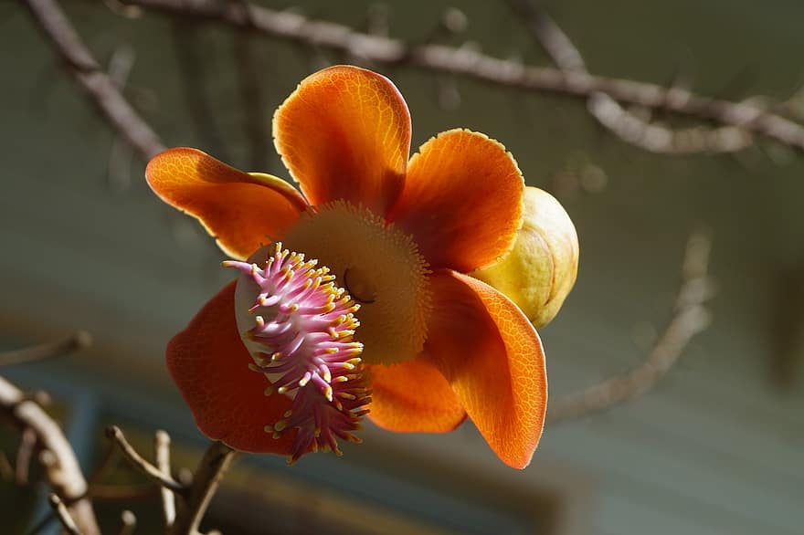 árbol de bala de cañón, flor, planta, flor naranja, pétalos, floración, rama, árbol, naturaleza